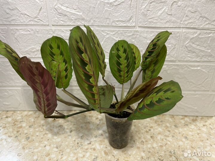 Маранта триколор