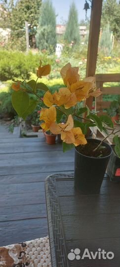 Бугенвиллии сортовые