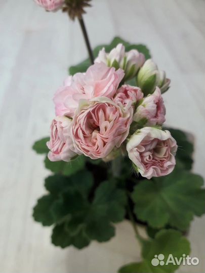 Пеларгонии