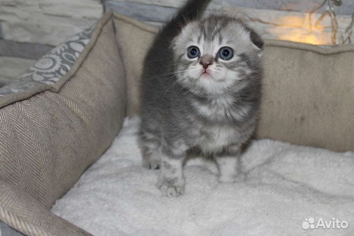 Шотландские вислоухие котята