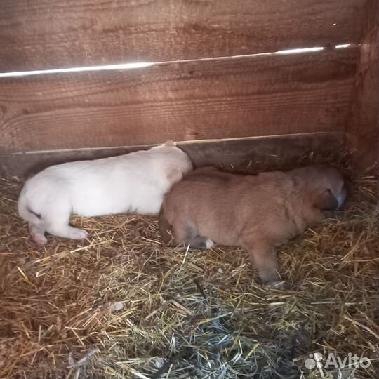 Отдам в добрые руки щенка лайки