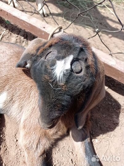 Стрижка копыт мрс, обезроживание козлят, кастрация