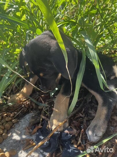 Щенок в добрые руки