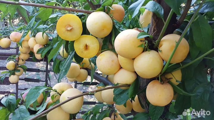 Слива ТО чи сан