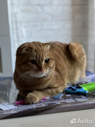Кот милашка