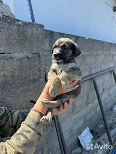 Мальчик 2,5 месяца