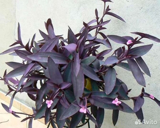 Сеткреазия пурпурная