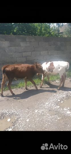 Продаются корова и телята