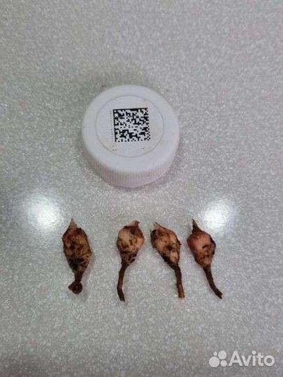 Алоказия пинк дракон