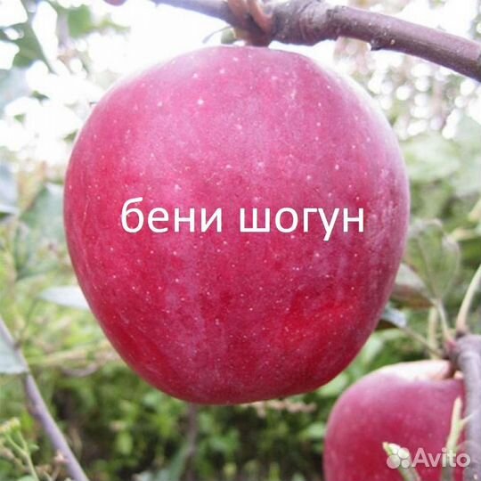 Яблони с зкс, в т.ч. красномясная и колоновидная