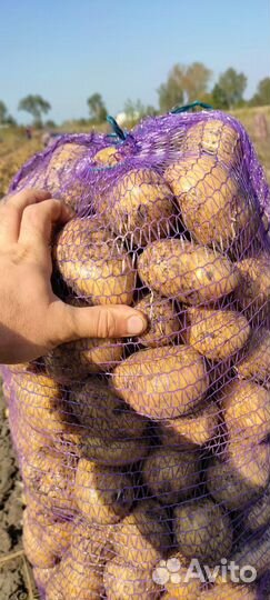 Картофель Оптом