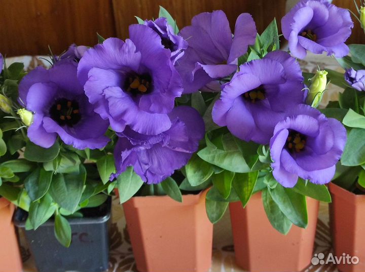 Семена эустомы