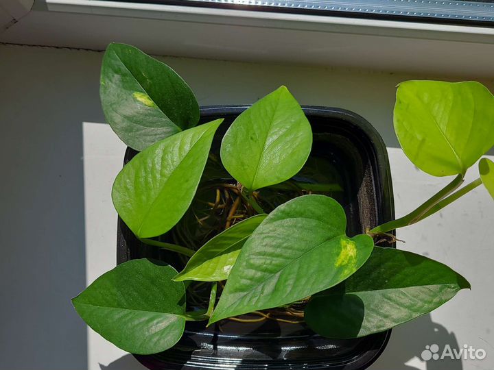 Сциндапсус