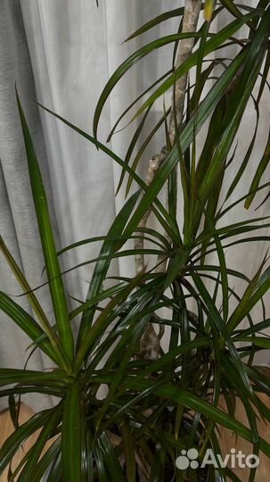 Пальма драцена