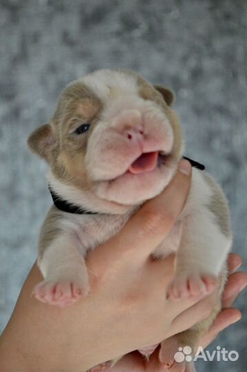 Английский бульдог