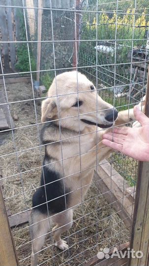 Собака в добрые руки