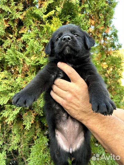 Щенки Лабрадора