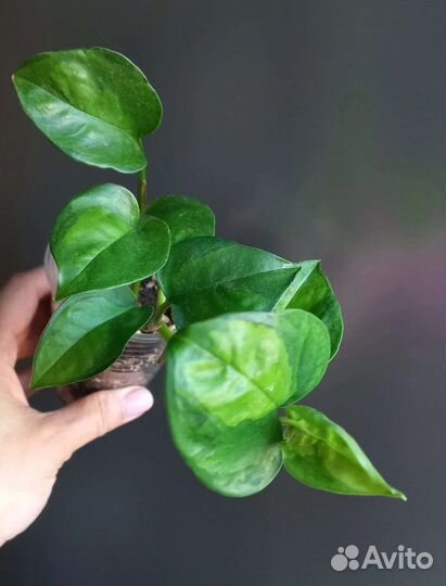 Комнатные растения Микс по 150