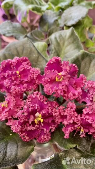 Сортовые фиалки - листики, детки, фиалки