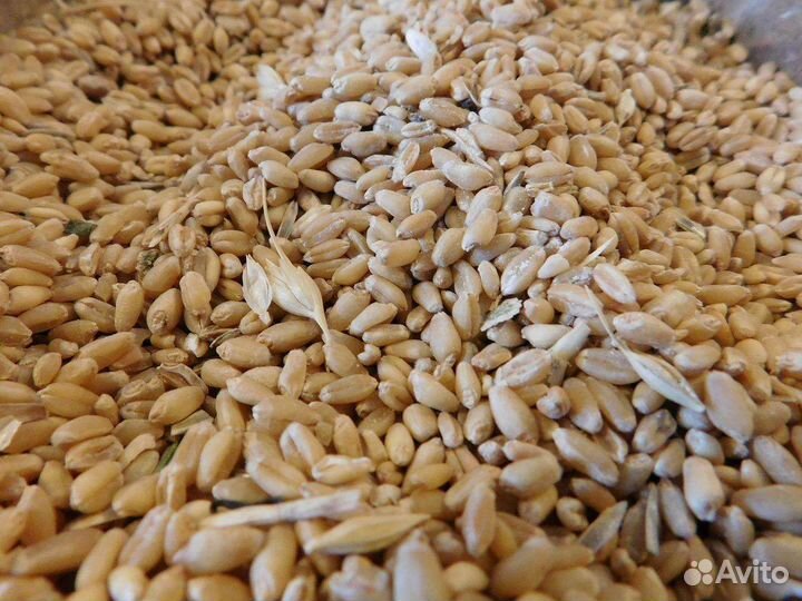 Зерно пшеница