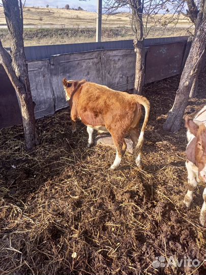 Бычок на откорм
