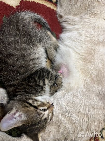 Котята тайской кошки