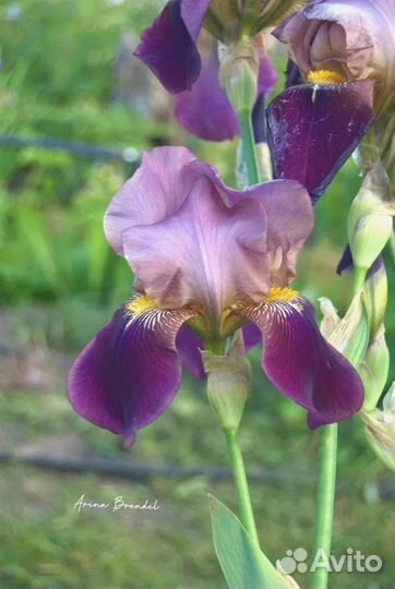 Ирис сортовой (на любой вкус)