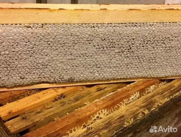 Мёд 24 года из Алтая опт