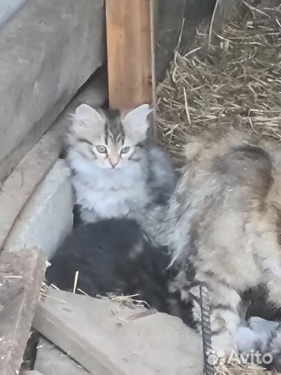 Кошки в добрые руки бесплатно