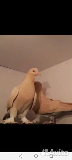 Бакинские бойные голуби