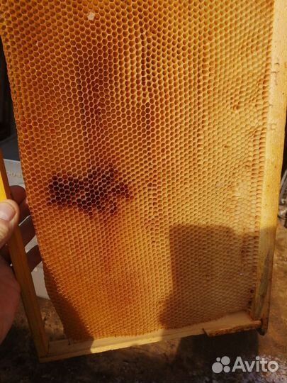 Рамки с сушью