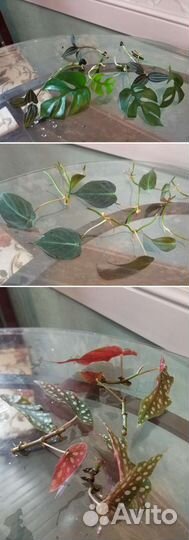 Домашние цветы