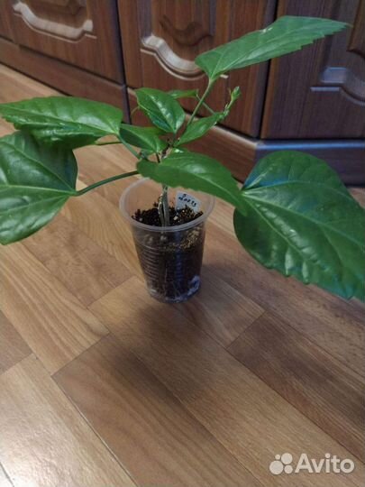 Гибискус китайская роза