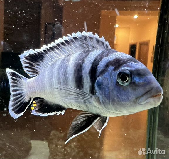 Цихлиды малавийские, псевдотрофеус Демасони