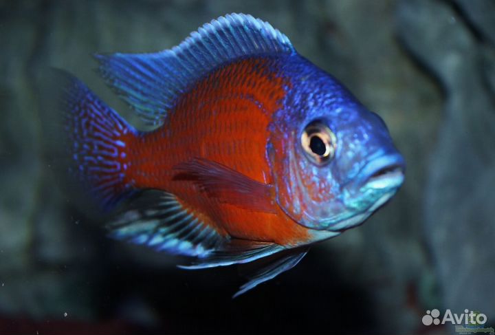 Виды рыб озёр Африки. Взрослые, мальки