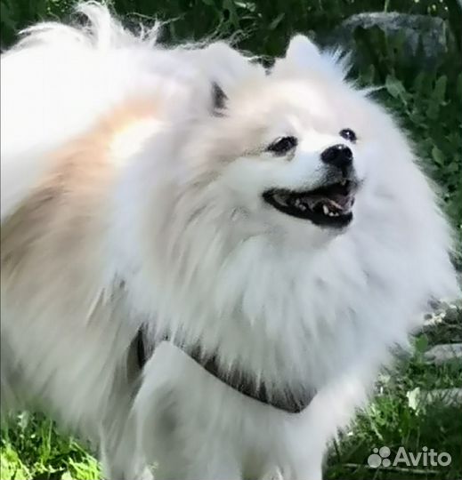 Вязка малый немецкий шпиц Бесплатно