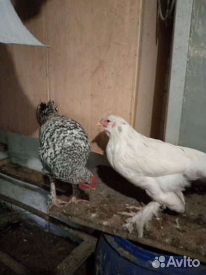 Петухи разные
