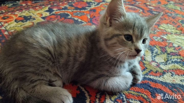 Котенок девочка