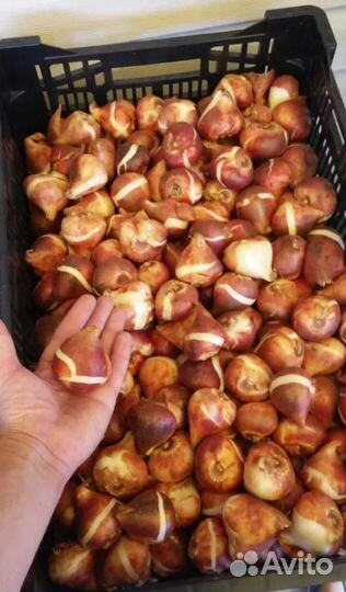 Луковицы тюльпанов оптом 11/12