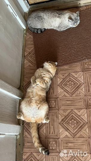 Шотландский кот вязка