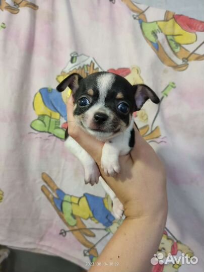 Чихуахуа мальчик красавчик