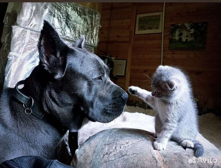Передержка собак в частном доме