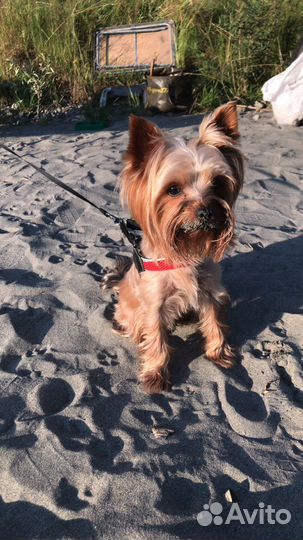 Йоркширский терьер