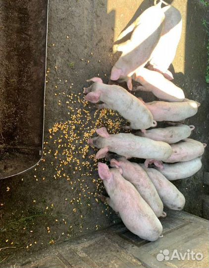 Поросенок ландрас