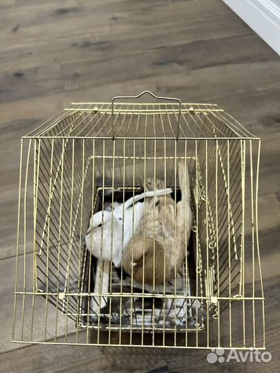 Продажа голубей