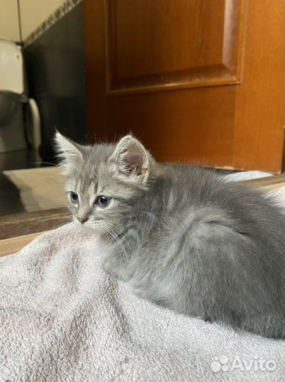 Котята бесплатно