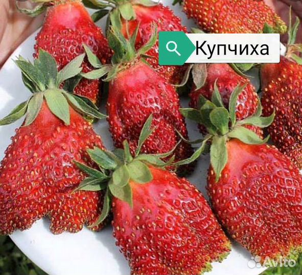 Рассада Клубники