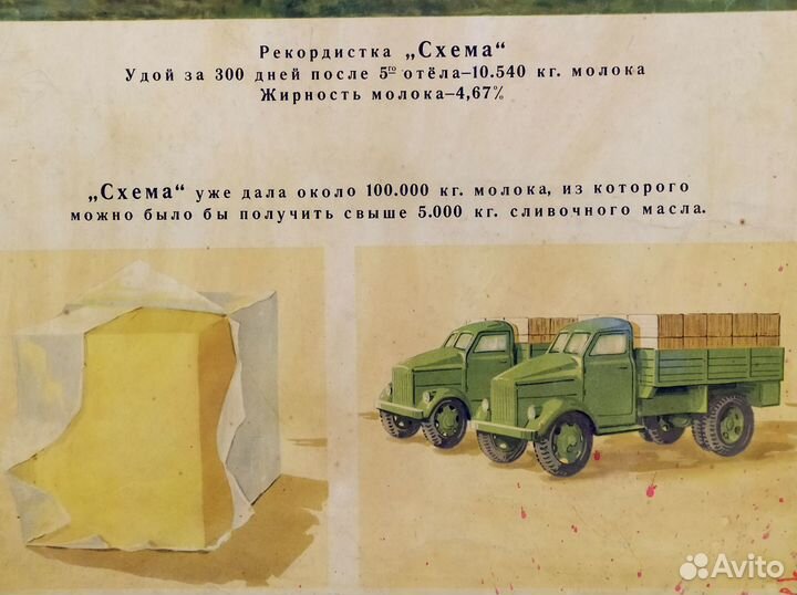 Плакат 1949г животноводство 83х59см картон СССР