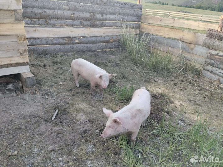 Поросята