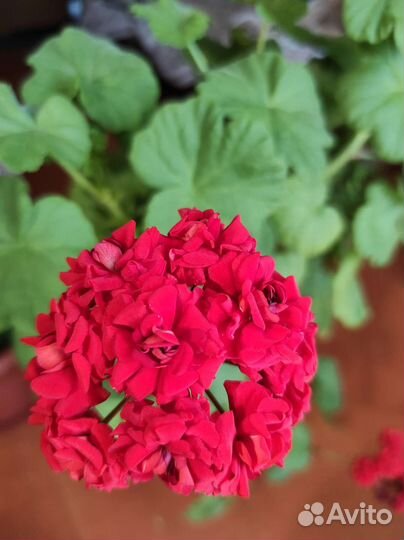 Герань пеларгония розебудная